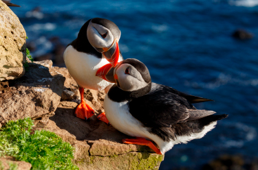Puffin