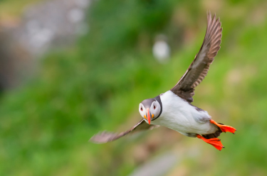 Puffin